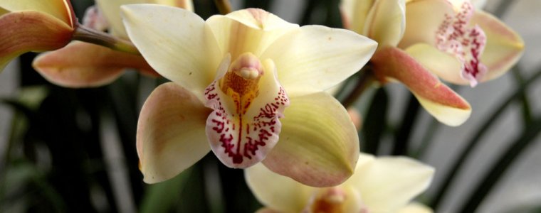 Orquídeas y otras plantas en Coatepec