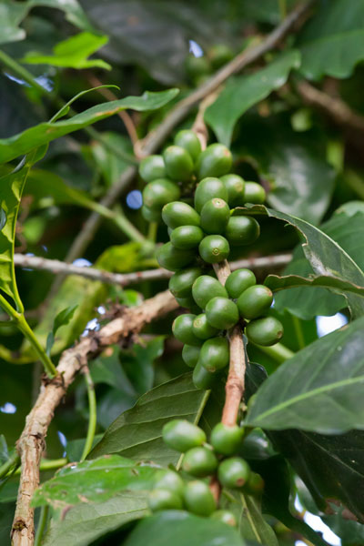 Planta de café en Coatepec